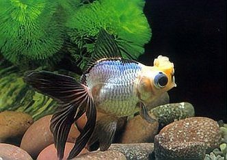 金魚沉底是不是要死了 金魚沉底是不是要死了 龍魚論壇 第5張