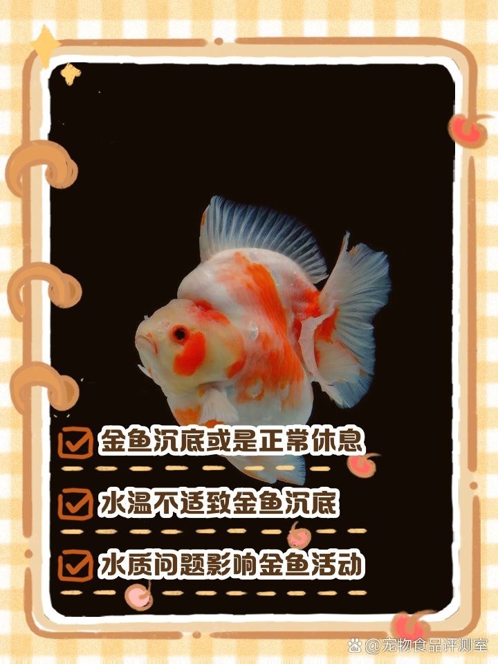 金魚沉底是不是要死了 金魚沉底是不是要死了 龍魚論壇 第6張