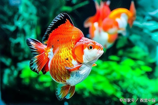 金魚沉底是不是要死了 金魚沉底是不是要死了 龍魚論壇 第4張
