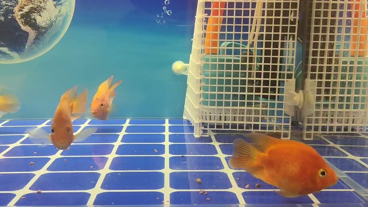 鸚鵡魚50滄州市自提 鸚鵡魚50滄州市自提 龍魚論壇