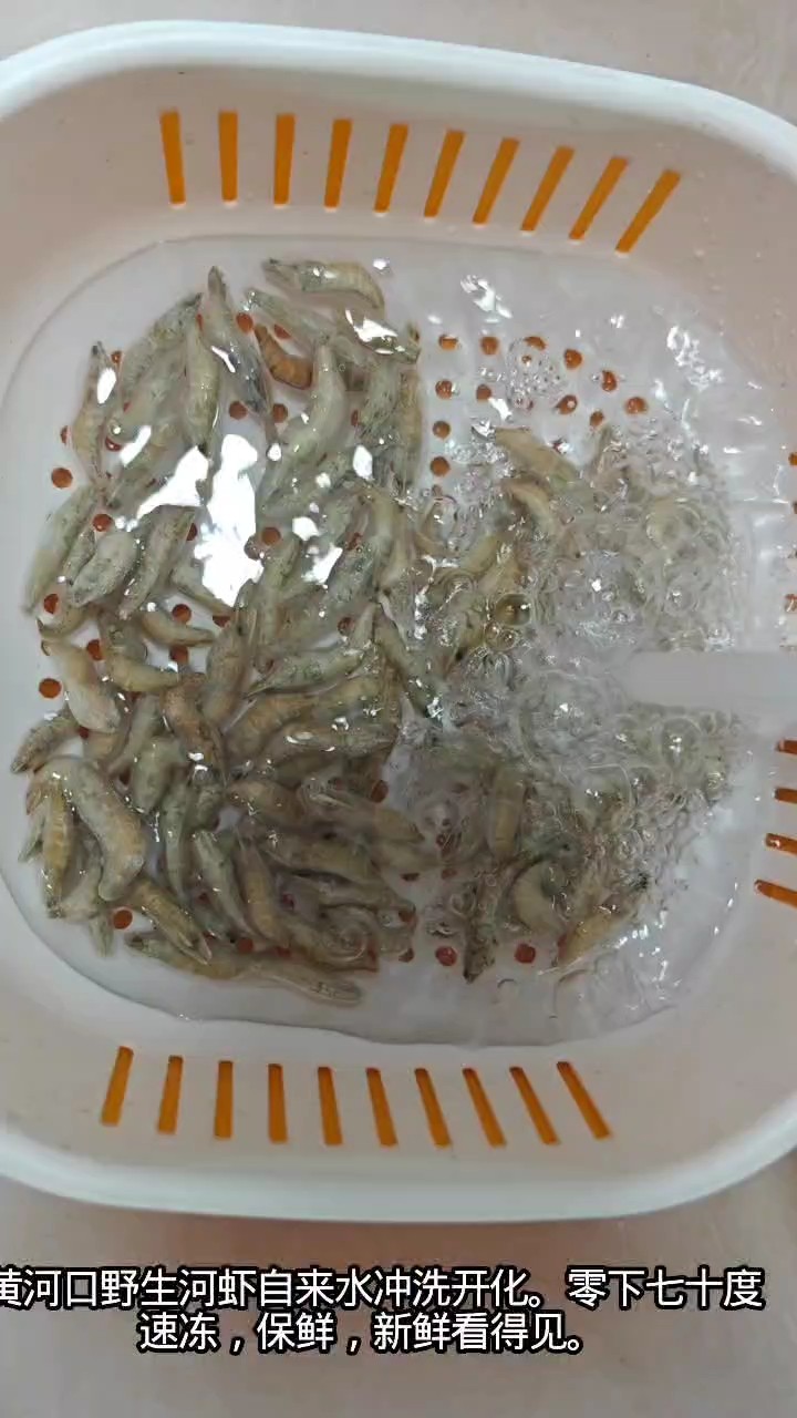黃河口野生河蝦