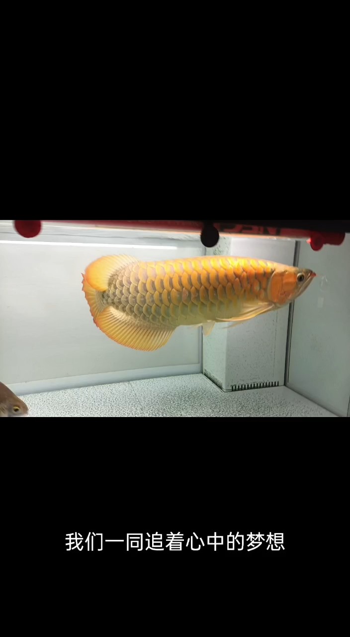 兩年兩個月的精心培養(yǎng)，終于有一點亞魚魚的樣子了。