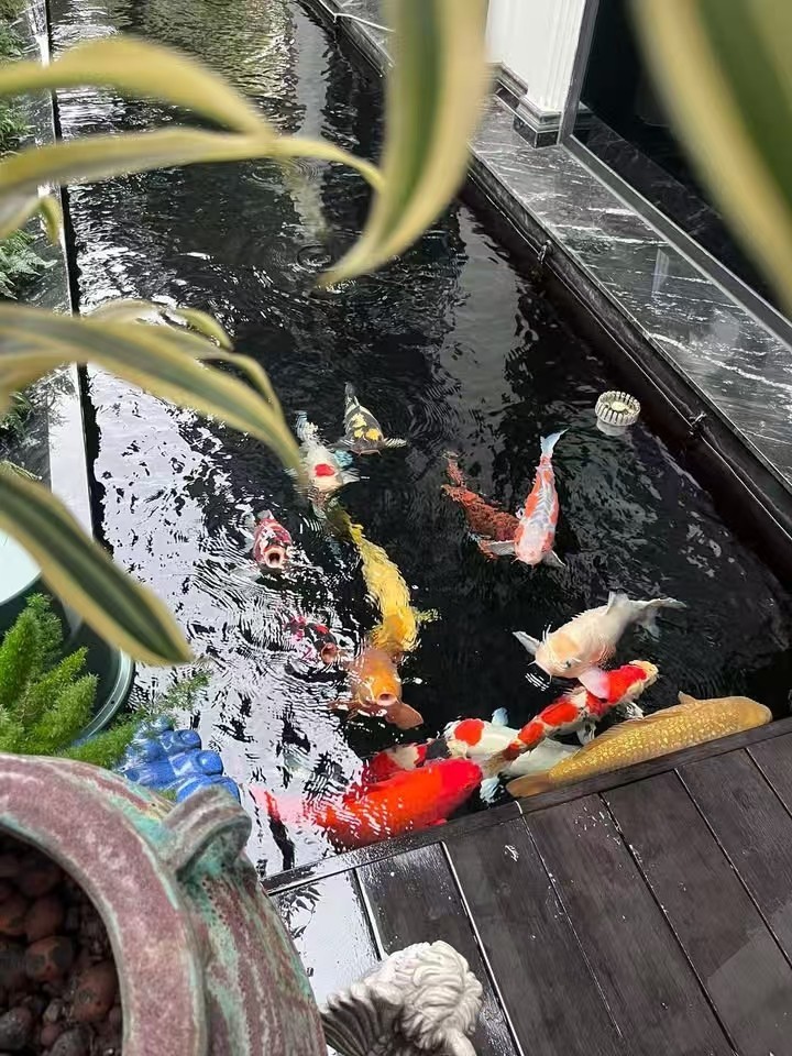 好好養(yǎng)魚??養(yǎng)好魚??