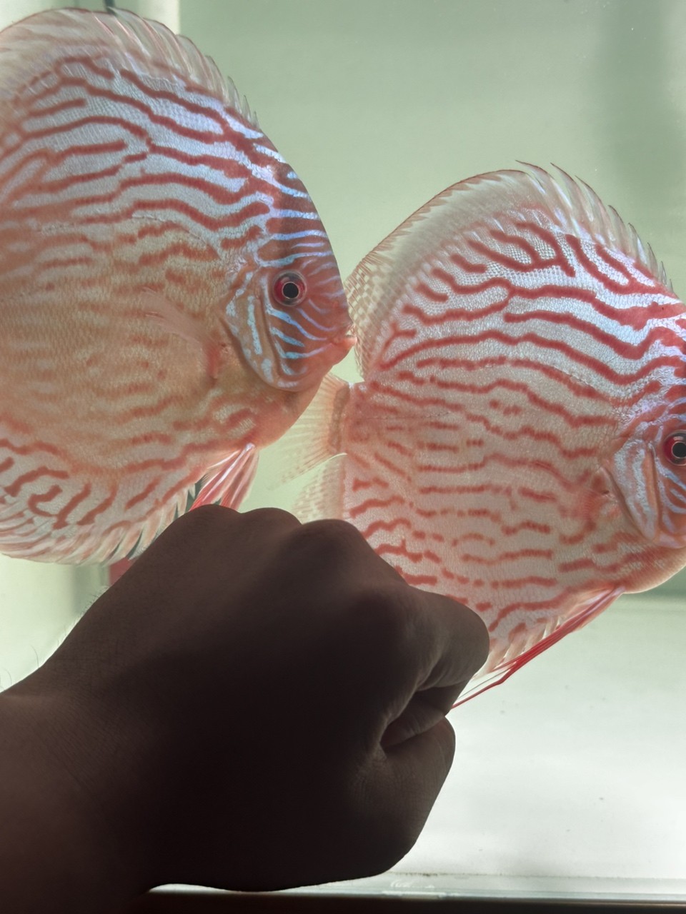 夸張 夸張 龍魚論壇 第1張