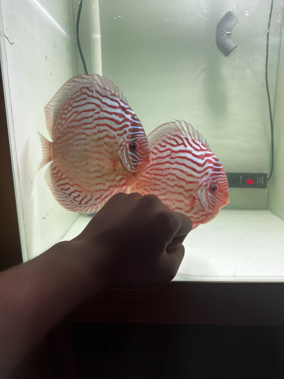 夸張 夸張 龍魚論壇 第2張