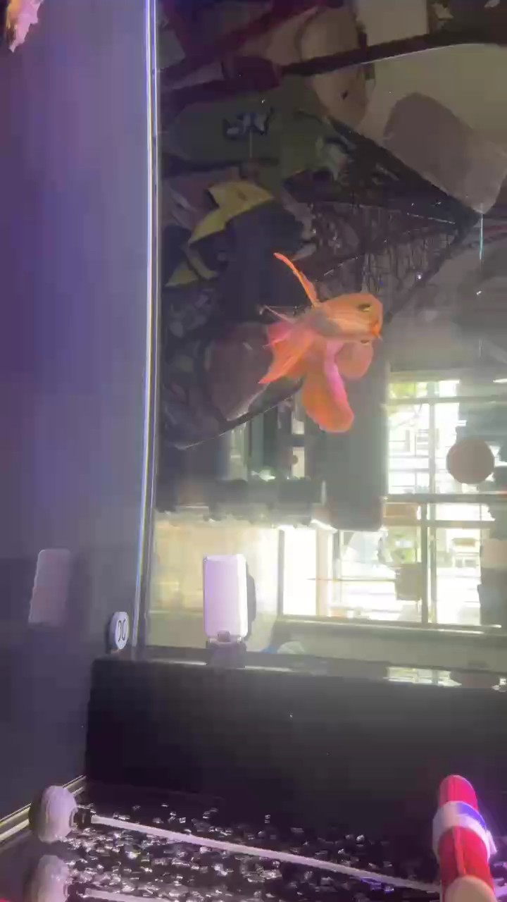 三個月了