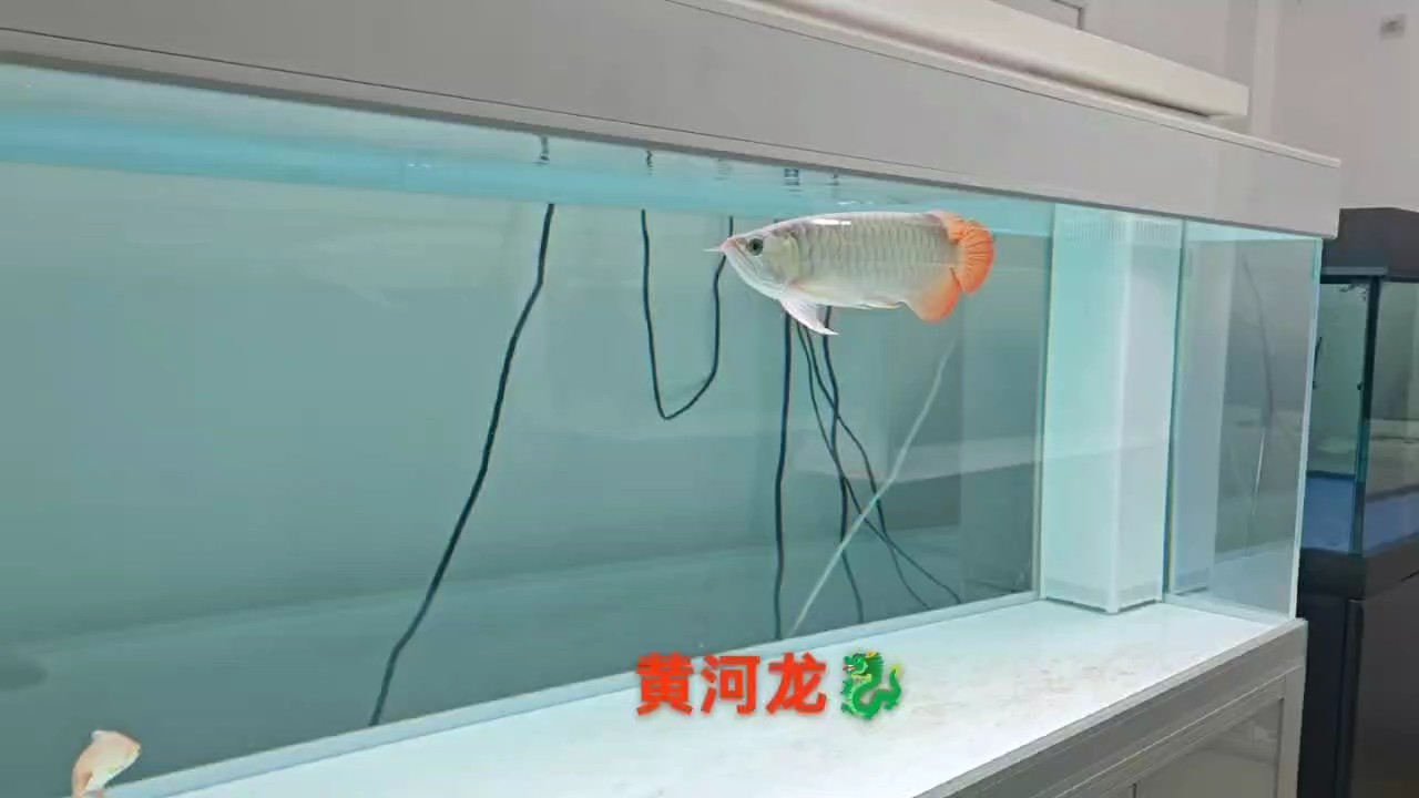 高端紅龍魚(yú)