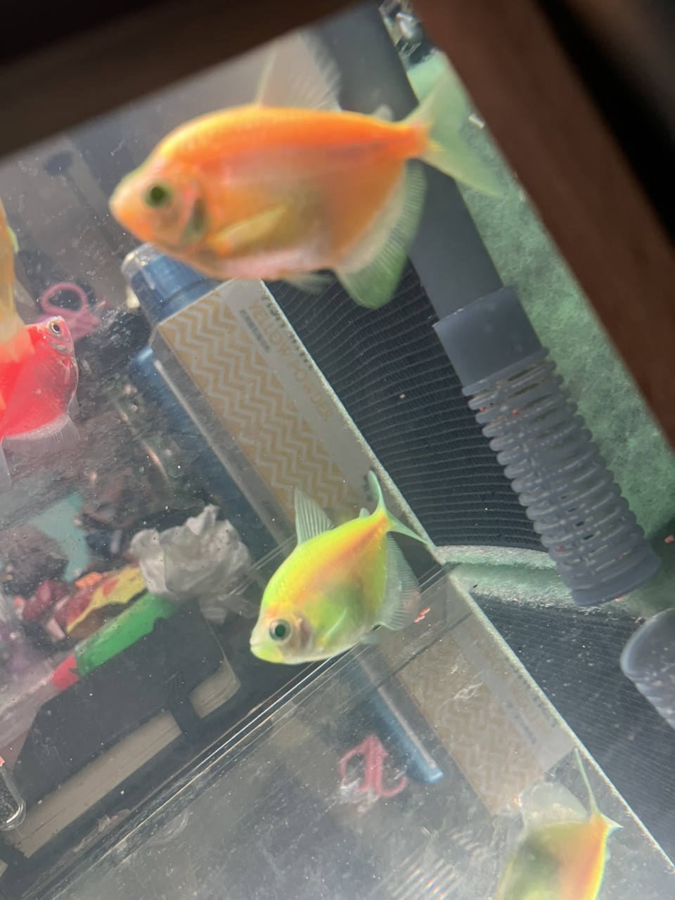 魚懷孕