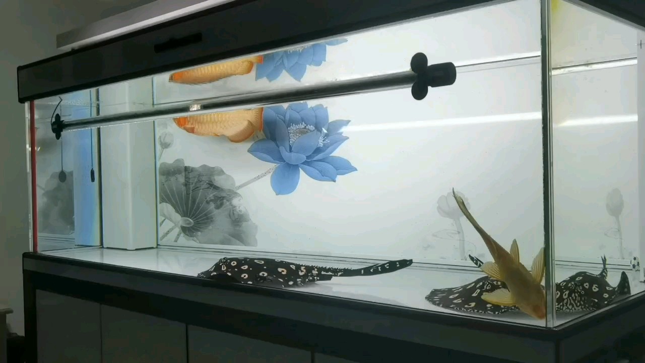 九月淺淺…