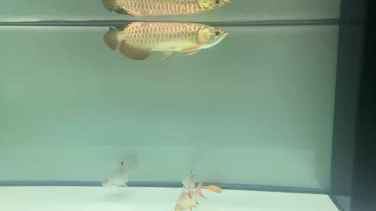 新魚剛到