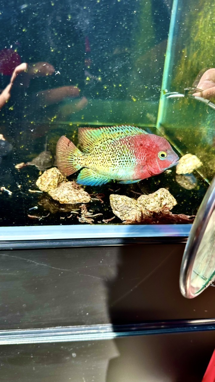 入缸一個月記錄. 入缸一個月記錄. 龍魚論壇 第2張