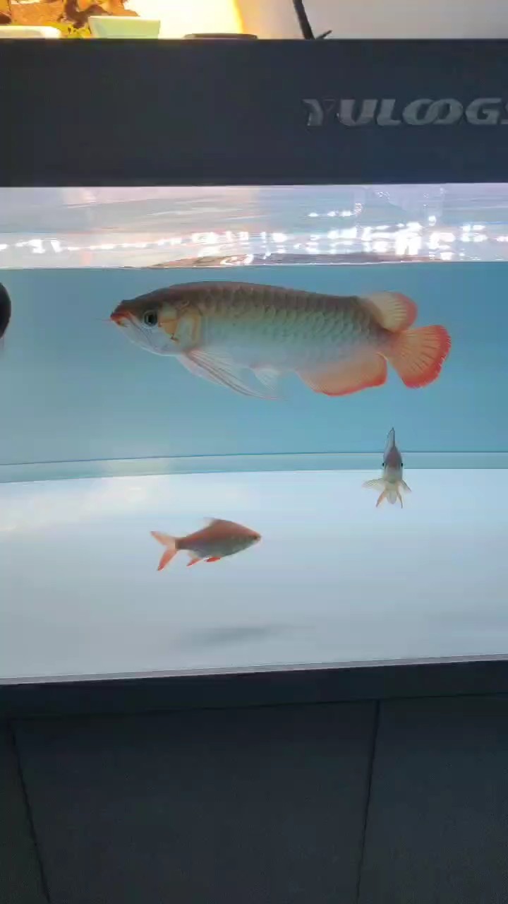8月28號視頻