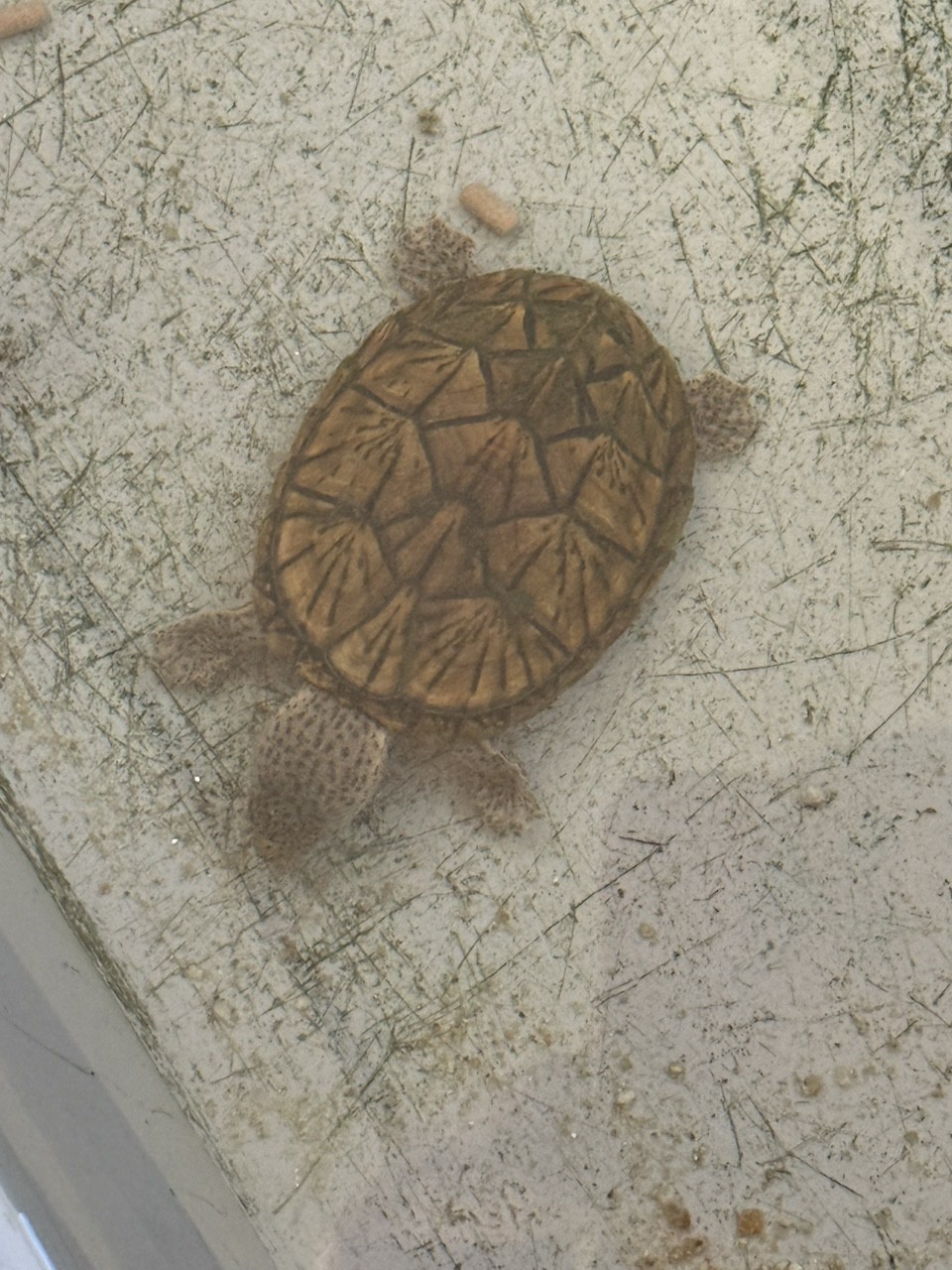 巨頭蛋龜 巨頭蛋龜 龍魚論壇