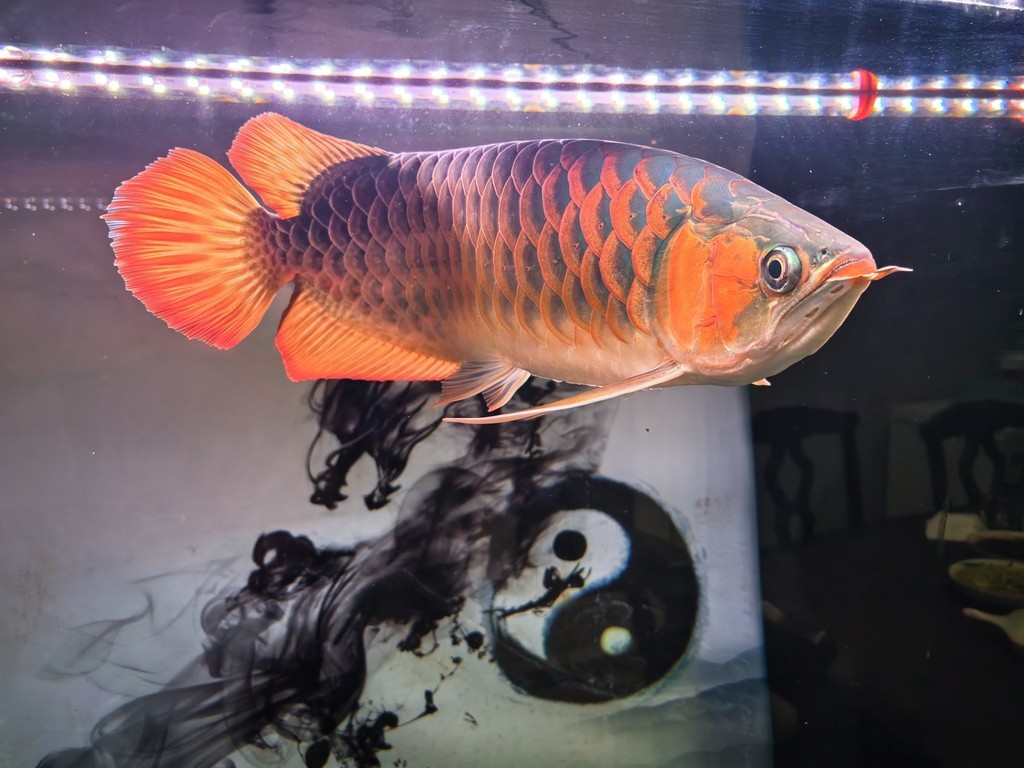 愛瑪