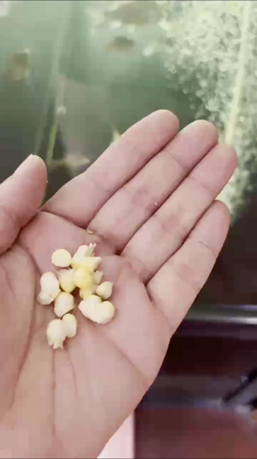 戒不掉的誘惑 戒不掉的誘惑 龍魚論壇