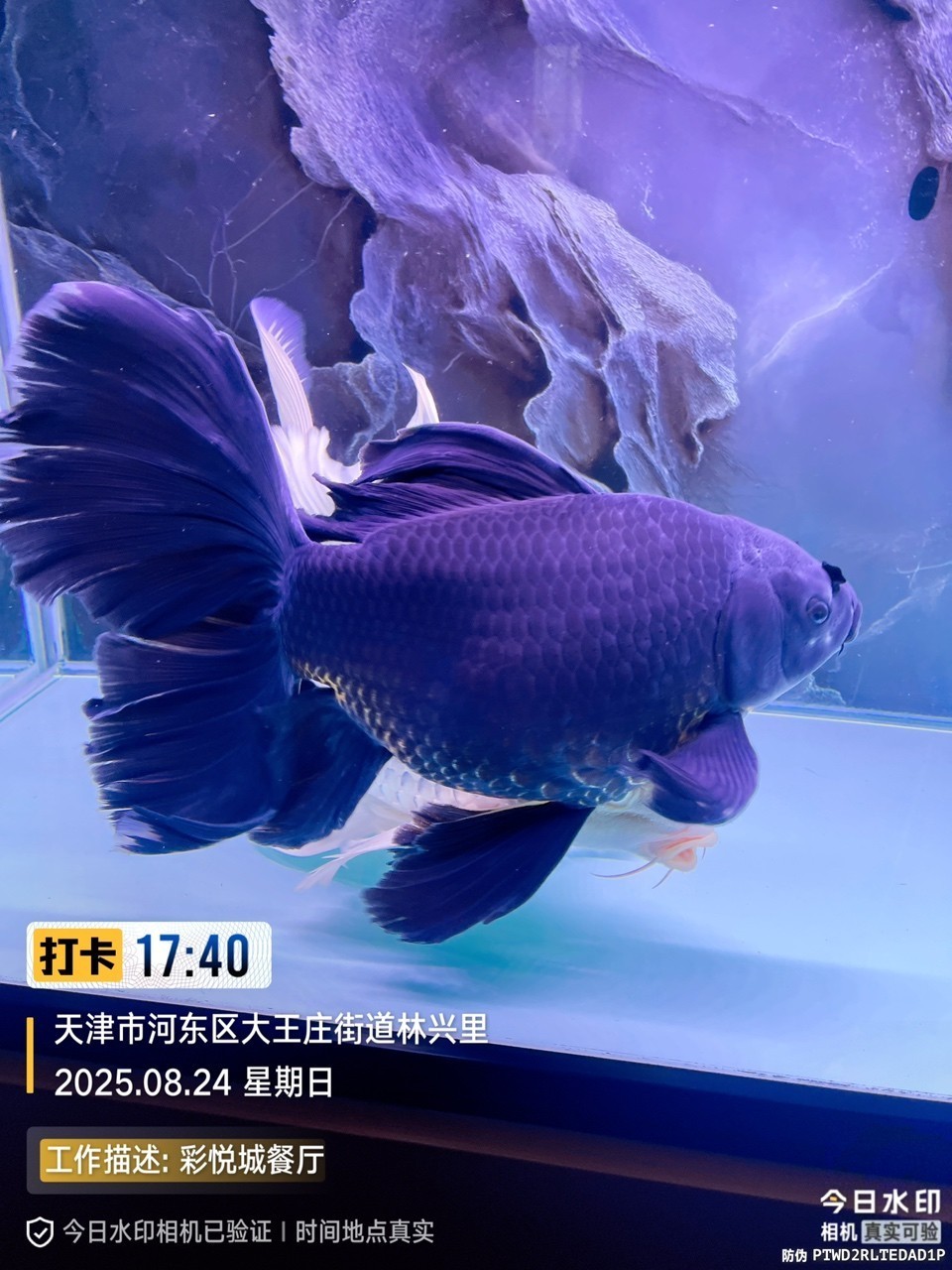 墨蝶