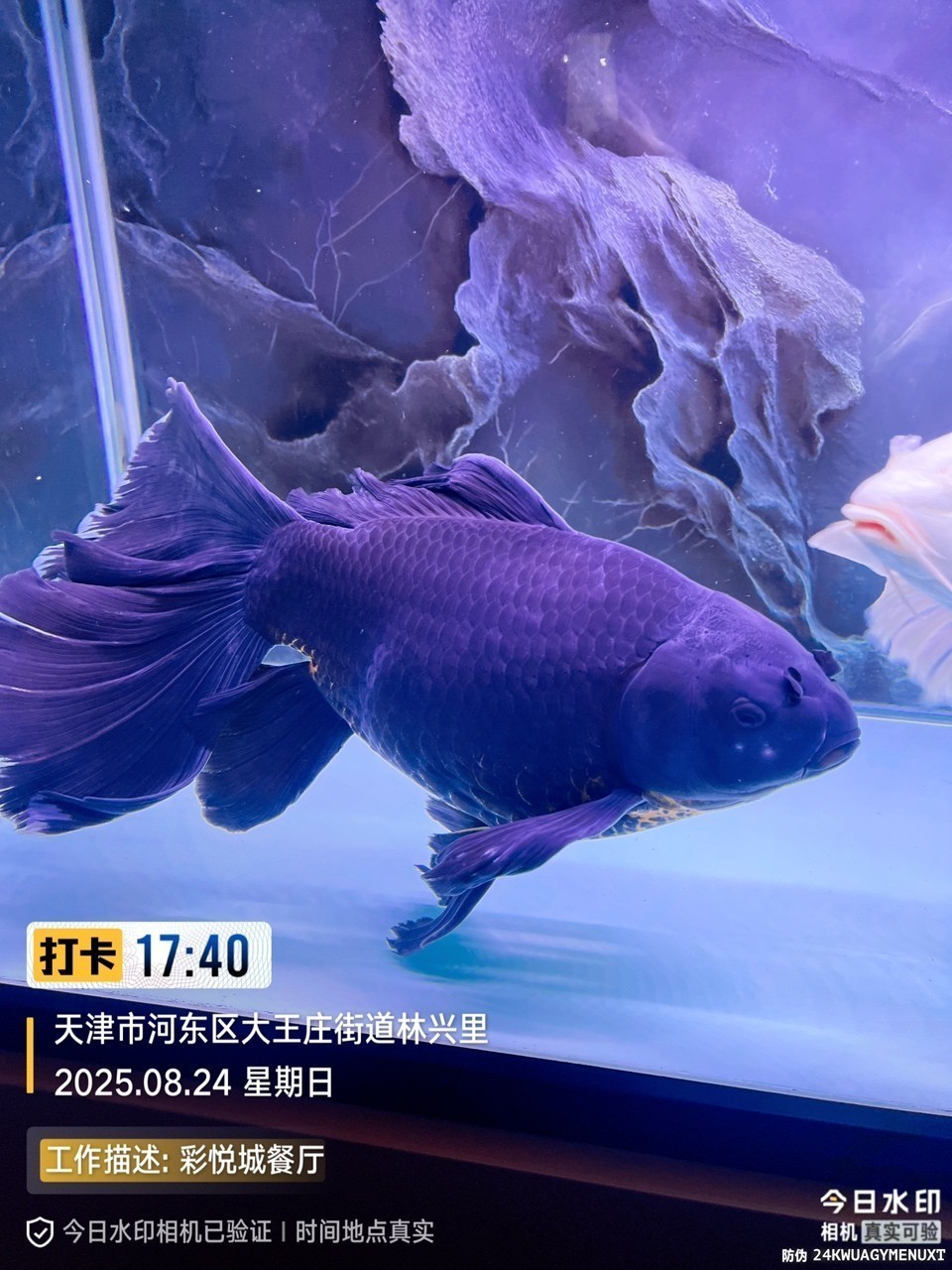 墨蝶
