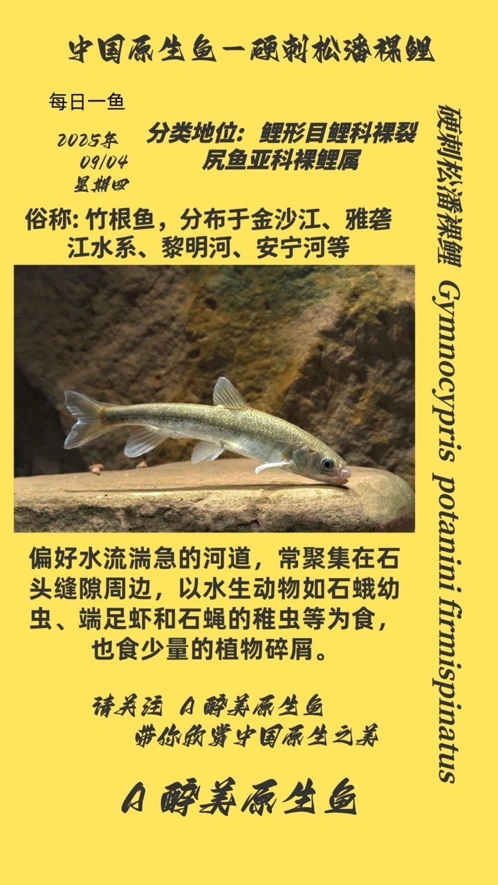 硬刺<strong><mark>松潘</mark></strong>裸鯉