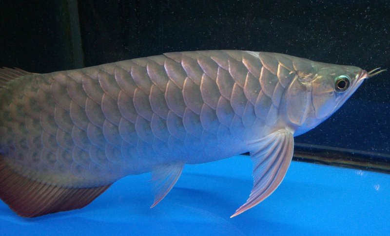 龍魚死亡擋災 龍魚死亡擋災 龍魚論壇 第1張