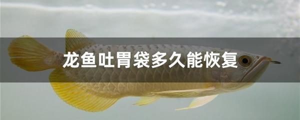 龍魚得腸炎怎么治：龍魚應激性腸炎的治療方法