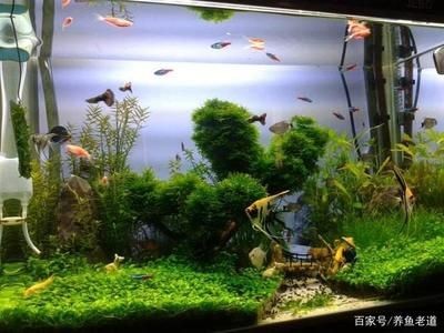 小魚缸怎么搭配：小魚缸搭配應考慮空間布局、觀賞性以及水質維護