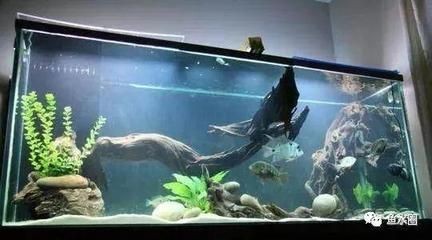 小魚缸怎么搭配：小魚缸搭配應考慮空間布局、觀賞性以及水質維護