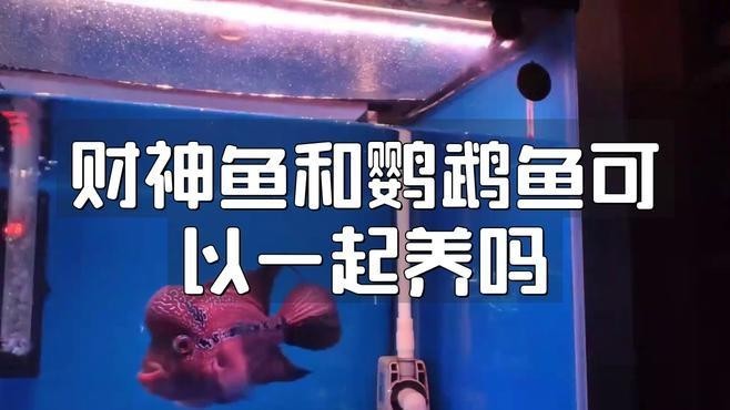 銀龍魚與招財魚混養 銀龍魚與招財魚混養 龍魚百科 第1張