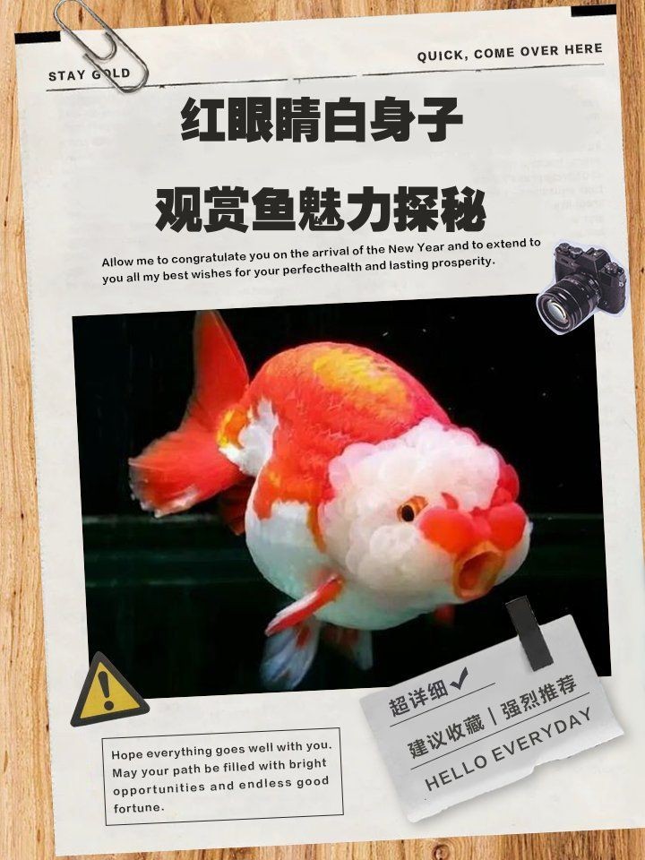 紅眼睛白身子的觀賞魚