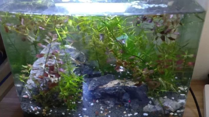 緩釋肥可以放魚缸嗎（緩釋肥是否可以放入魚缸） 緩釋肥可以放魚缸嗎（緩釋肥是否可以放入魚缸） 魚缸百科