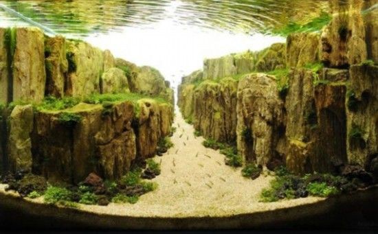 魚缸造景，你了解多少？：熱帶魚飼養指南熱帶魚飼養指南熱帶魚飼養指南