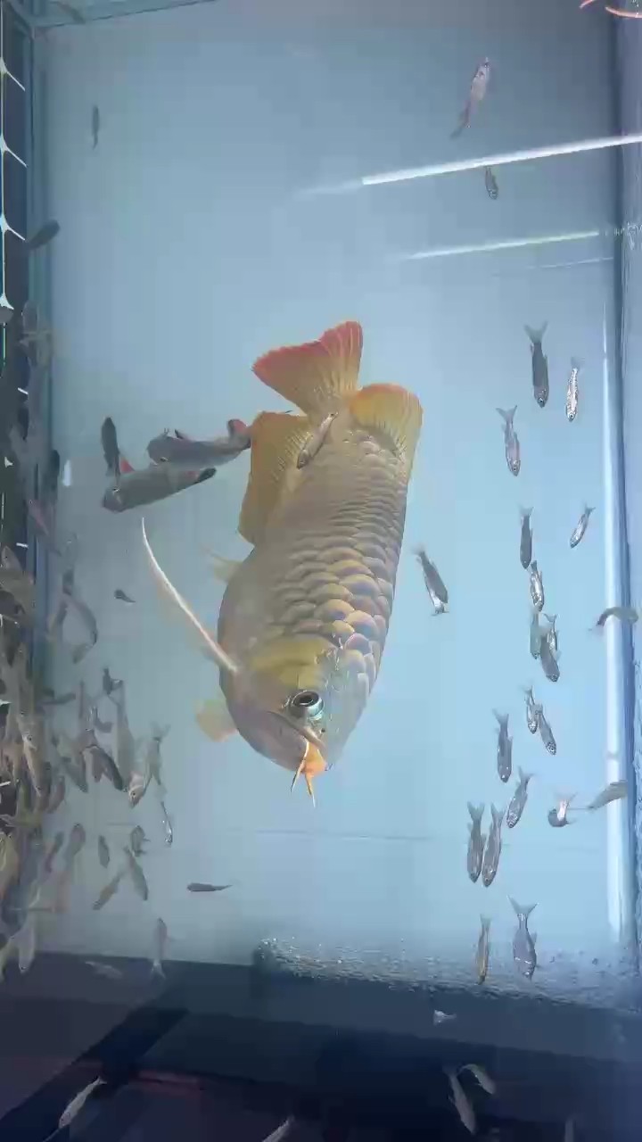 養了20個月了不見發紅