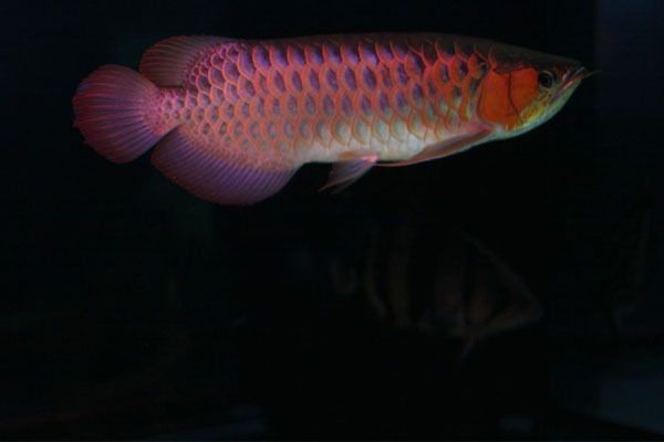 紅龍魚知識（關于紅龍魚的一些基本信息和飼養知識） 紅龍魚知識（關于紅龍魚的一些基本信息和飼養知識） 龍魚百科 第4張