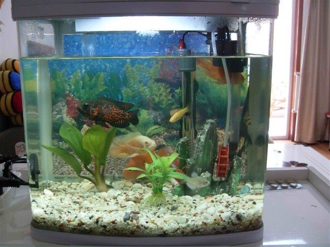 龍魚缸養水養多久可以養魚，龍魚缸養水的時間通常為3天到一周