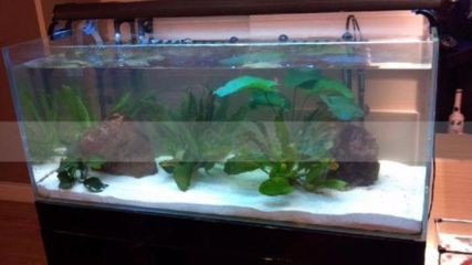 龍魚缸養水養多久可以養魚，龍魚缸養水的時間通常為3天到一周
