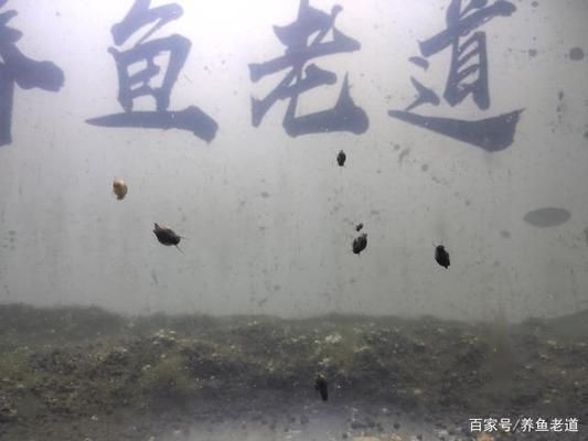 定制的魚缸會爆缸嗎為什么不爆缸（定制魚缸是否會爆缸）
