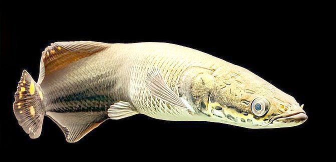 愛養魚的李老板巨骨舌魚 愛養魚的李老板巨骨舌魚 龍魚論壇 第5張