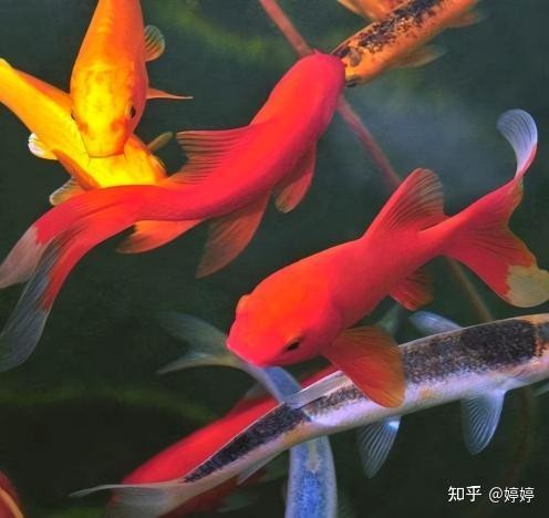 深缸適合養(yǎng)什么魚(yú)