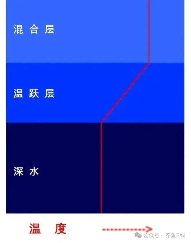 深缸適合養(yǎng)什么魚(yú)