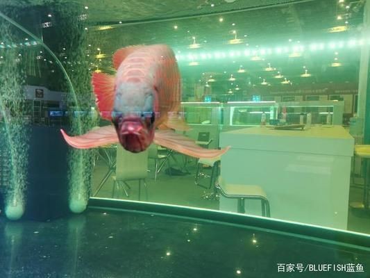 如何維護魚缸水質穩(wěn)定：如何保持魚缸水質穩(wěn)定