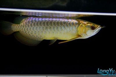 龍魚怎么分類好看：龍魚怎么分類