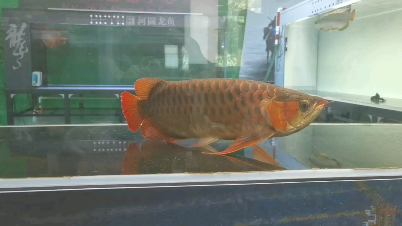 讓魚給你情緒價值
