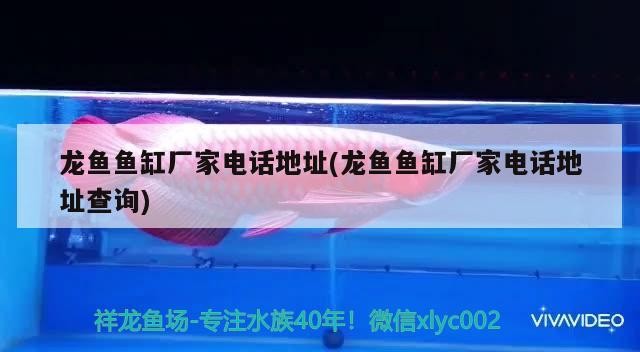 龍魚停在一個地方不游動怎么回事？，銀龍魚停在一個地方不游動怎么回事，銀龍魚不游動怎么回事