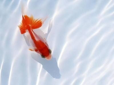 高端魚缸定制多少錢一平方：高端魚缸定制價格