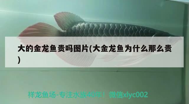 龍魚停在一個地方不游動怎么回事？，銀龍魚停在一個地方不游動怎么回事，銀龍魚不游動怎么回事