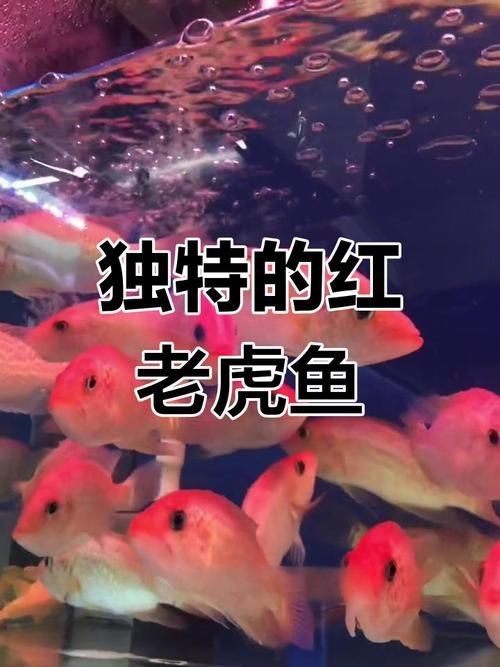 紅老虎魚圖片大全大圖 龍魚論壇 第1張 紅老虎魚圖片大全大圖 紅老虎魚圖片大全大圖 龍魚論壇 第1張