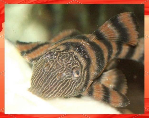 紅老虎魚圖片大全大圖 龍魚論壇 第14張 紅老虎魚圖片大全大圖 紅老虎魚圖片大全大圖 龍魚論壇 第14張