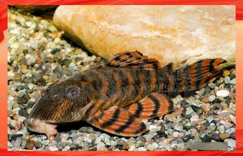 紅老虎魚圖片大全大圖 龍魚論壇 第13張 紅老虎魚圖片大全大圖 紅老虎魚圖片大全大圖 龍魚論壇 第13張