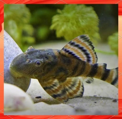 紅老虎魚圖片大全大圖 龍魚論壇 第10張 紅老虎魚圖片大全大圖 紅老虎魚圖片大全大圖 龍魚論壇 第10張