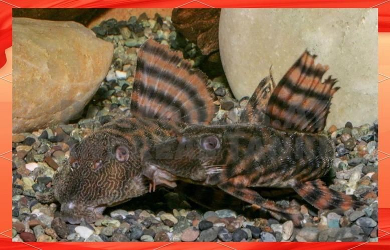紅老虎魚圖片大全大圖 龍魚論壇 第15張 紅老虎魚圖片大全大圖 紅老虎魚圖片大全大圖 龍魚論壇 第15張