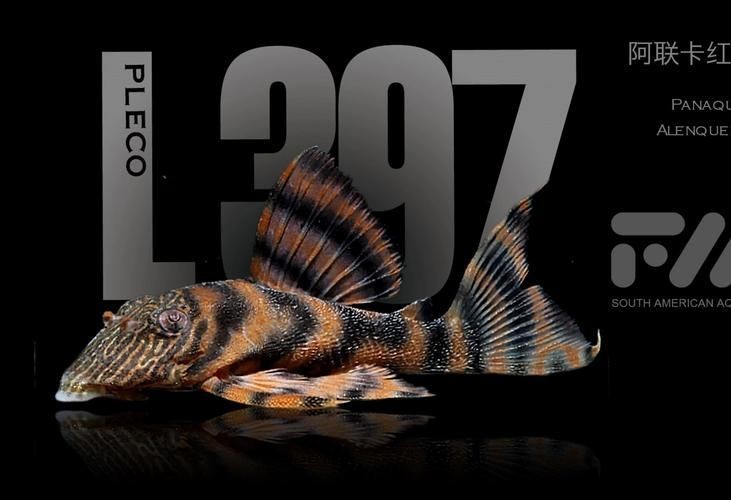 紅老虎魚圖片大全大圖 龍魚論壇 第11張 紅老虎魚圖片大全大圖 紅老虎魚圖片大全大圖 龍魚論壇 第11張